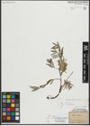 Foto von Salix repens subsp. rosmarinifolia (L.) Andersson